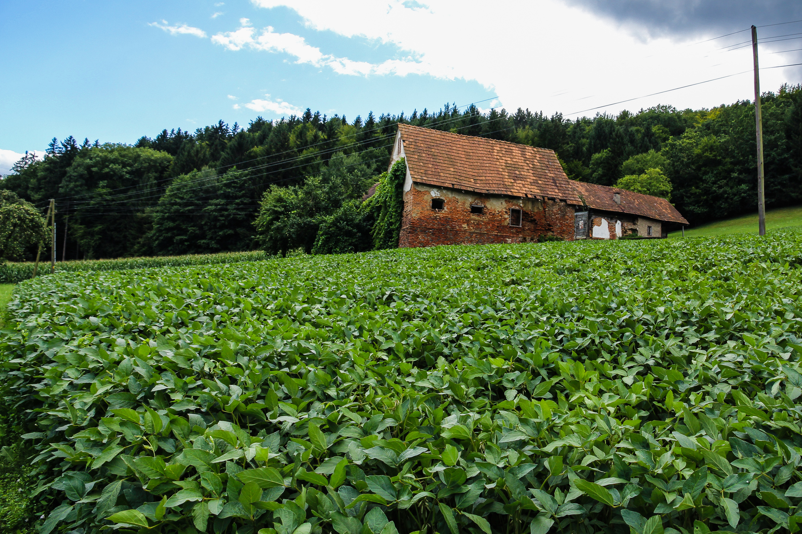 Ziegelstadel am Waldrand, davor ein Feld in sattem Grün